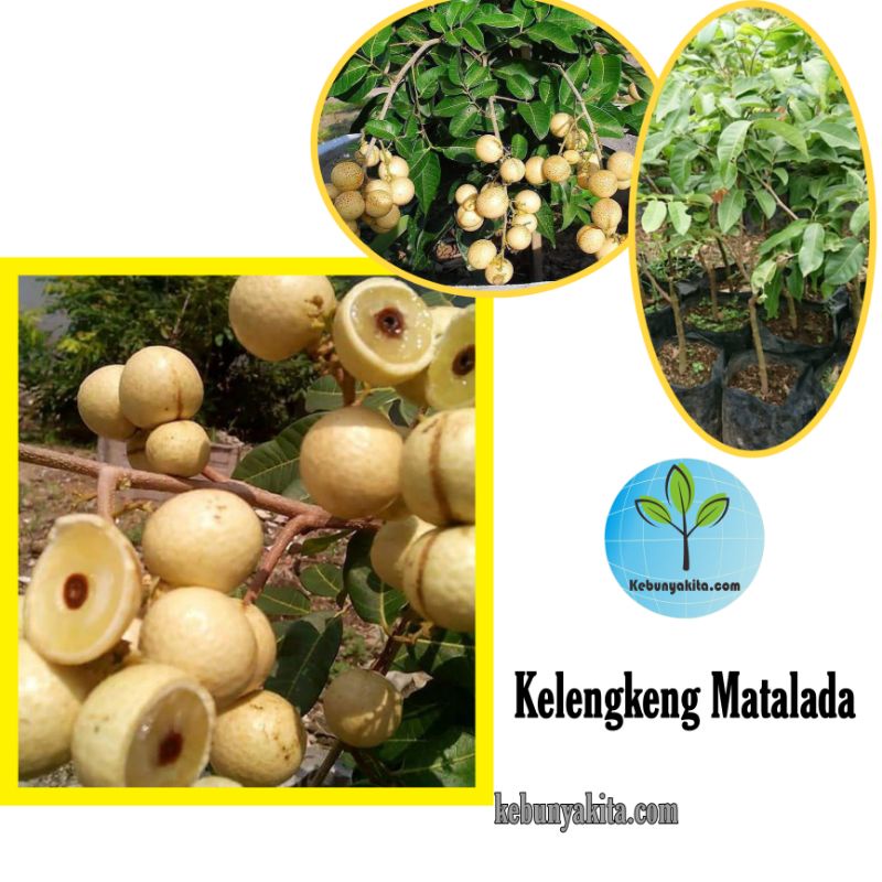 Bibit kelengkeng Matalada/bibit kelengkeng murah/ bibit buah kelengkeng/tanaman buah unggul