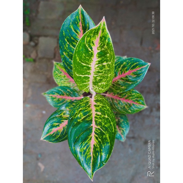 Aglonema BigPapa indukan