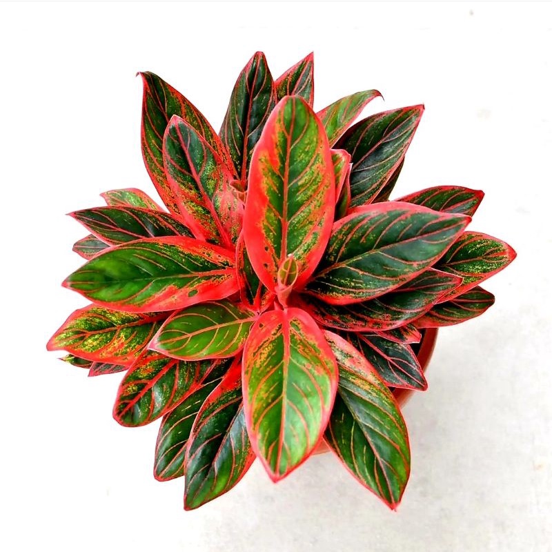 Tanaman Hias Aglonema Red Lipstik Siam Aurora | Bunga Hias Aglonema Aglaonema Red Lipstik Siam Auror