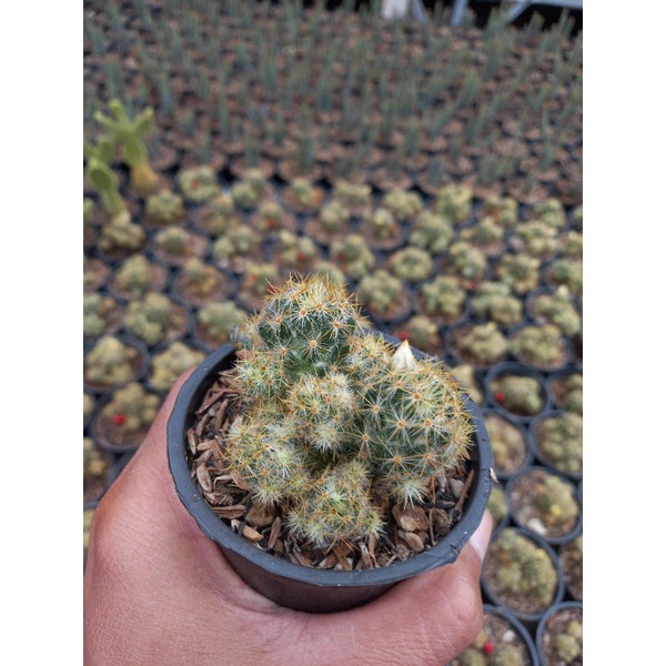 

mammilaria cluster