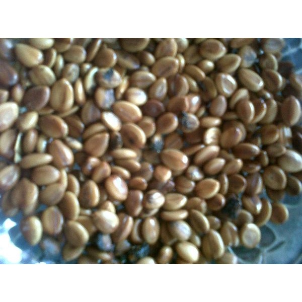 Jual Benih Biji angsana 1kg Murah | Shopee Indonesia