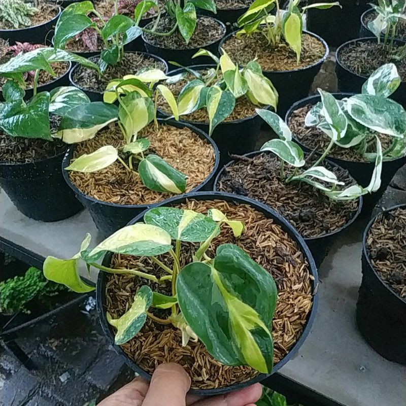 Jual Tanaman Hias Philodendron Brasil Sirih Brazil Shopee Indonesia