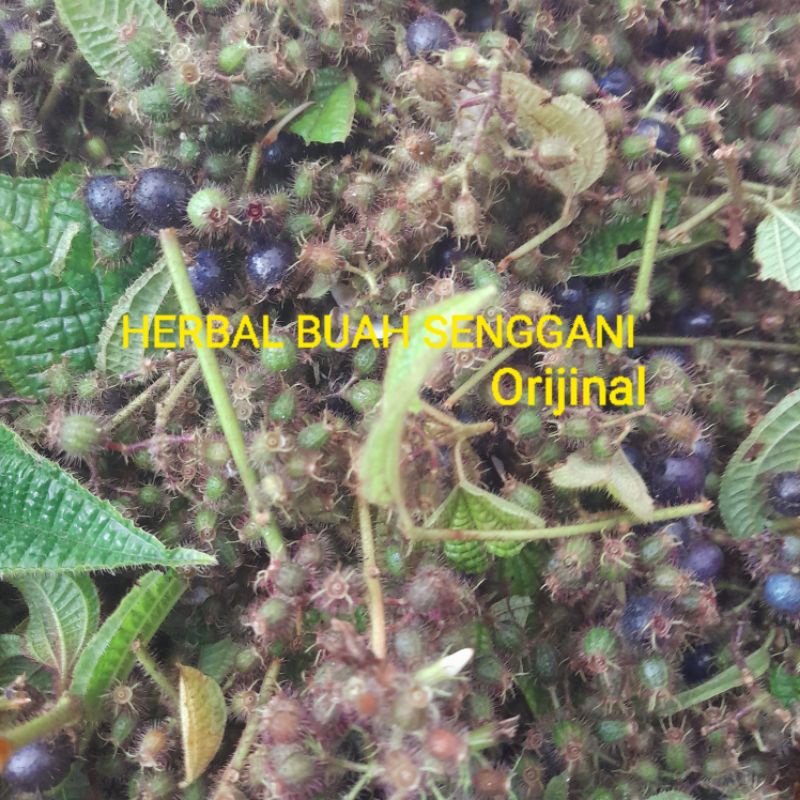 

Buah harendong senggani per 250 grm