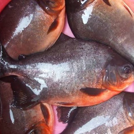 

Ikan Bawal [500gr]