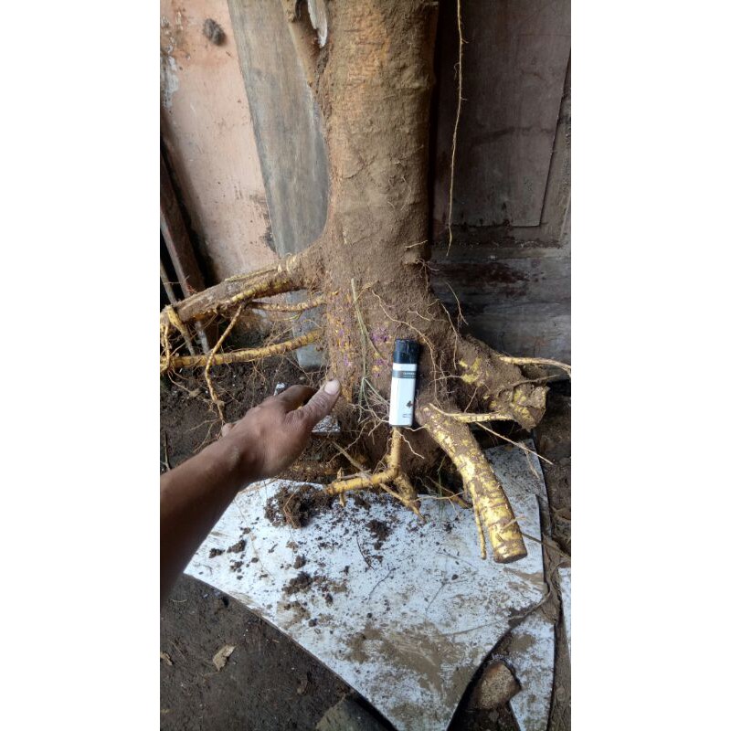 bonggolan bahan bonsai murbei/morbei dongkelan BESAR BABON