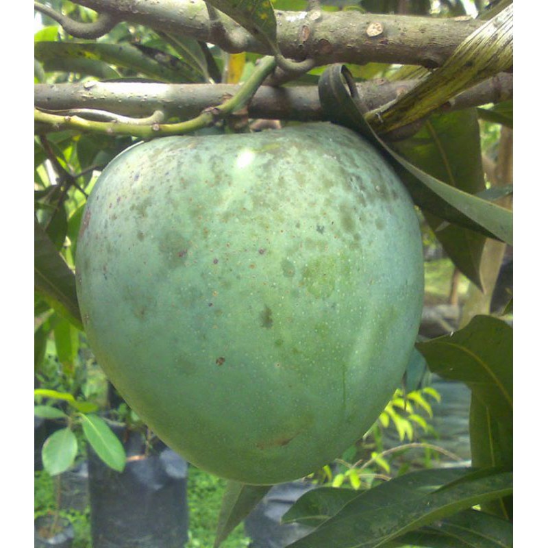 Jual Bibit Tanaman Mangga Kelapa Super Unggul Besar Bibit Buah Manga Kelapa Shopee Indonesia