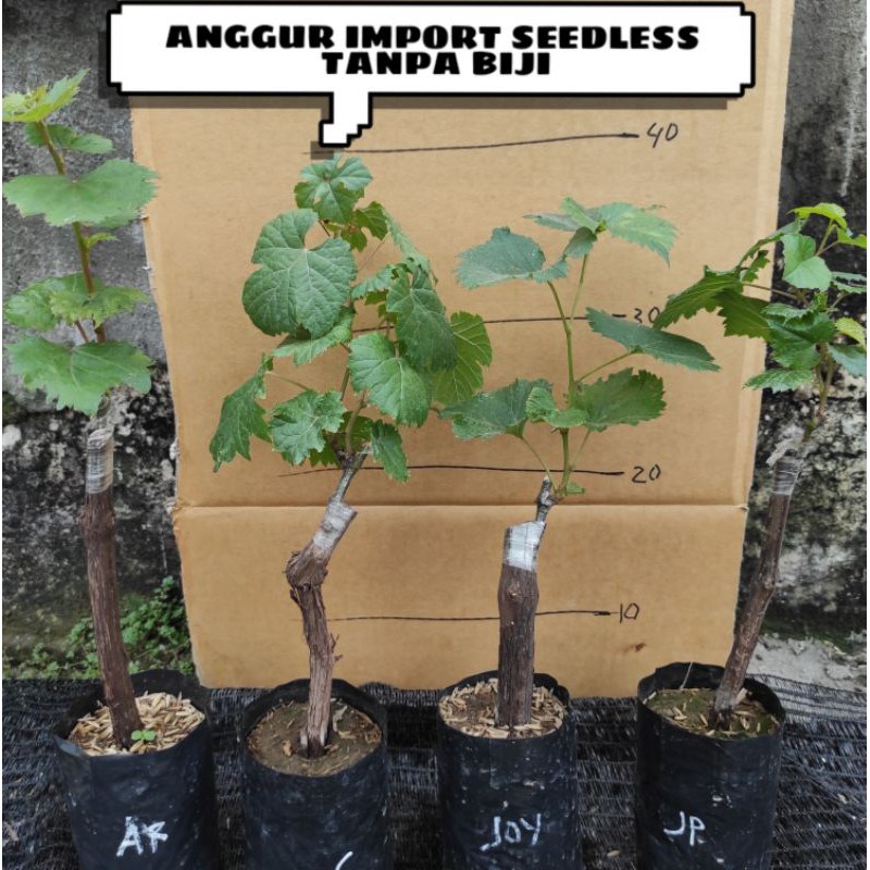BIBIT ANGGUR IMPORT SEEDLESS (Buahnya Non Biji) tanpa biji