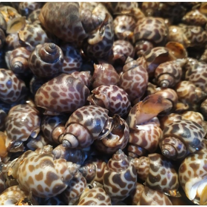 

Kerang Macan Frozen / Beku 500gr