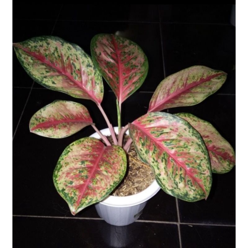 Aglonema Sweet Dream var. anakan baby