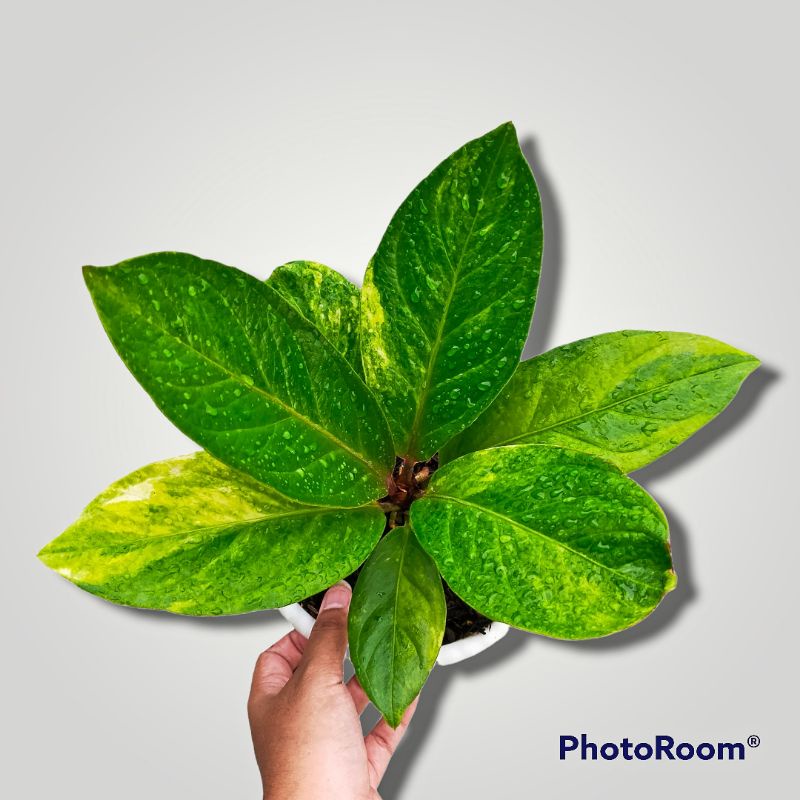 anthurium Jemani Mangkok Tornado Varigata