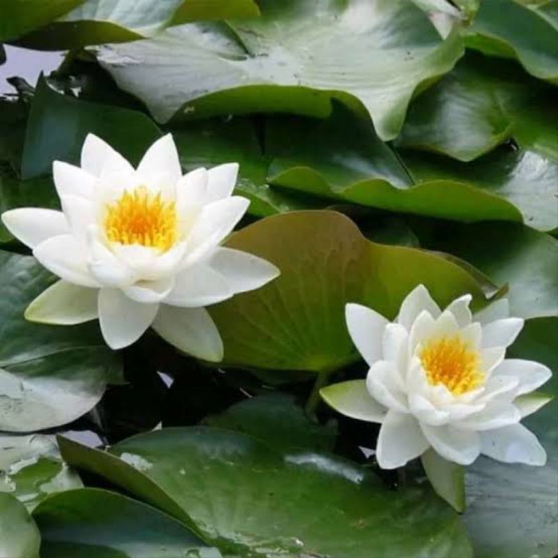 tanaman bunga teratai putih