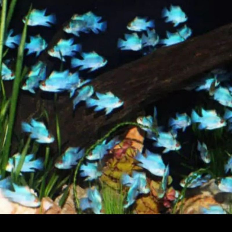 

ikan bluelektrik