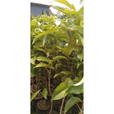 bibit jambu Jamaika okulasi siap berbuah