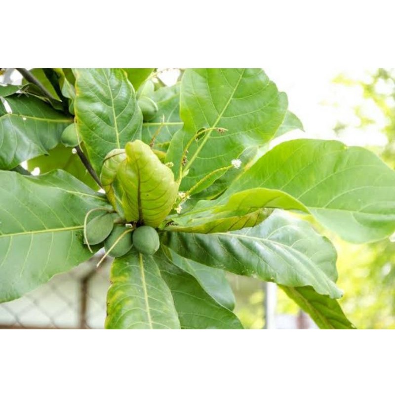 

daun Ketapang segar 1kg