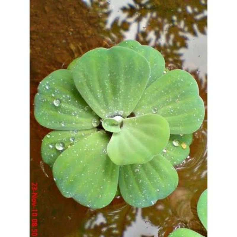 DAUN APU-APU, DAUN KAPU-KAPU MAWAR, DAUN KIAMBANG