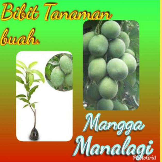 bibit tanaman buah mangga manalagi / lalijiwo oke