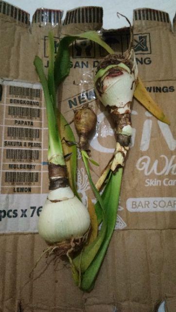 Umbi Amarilis. Umbi Bawang Brojol. Bawang Bawangan Warna Orange