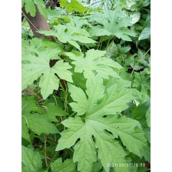 

daun pare segar 250gr