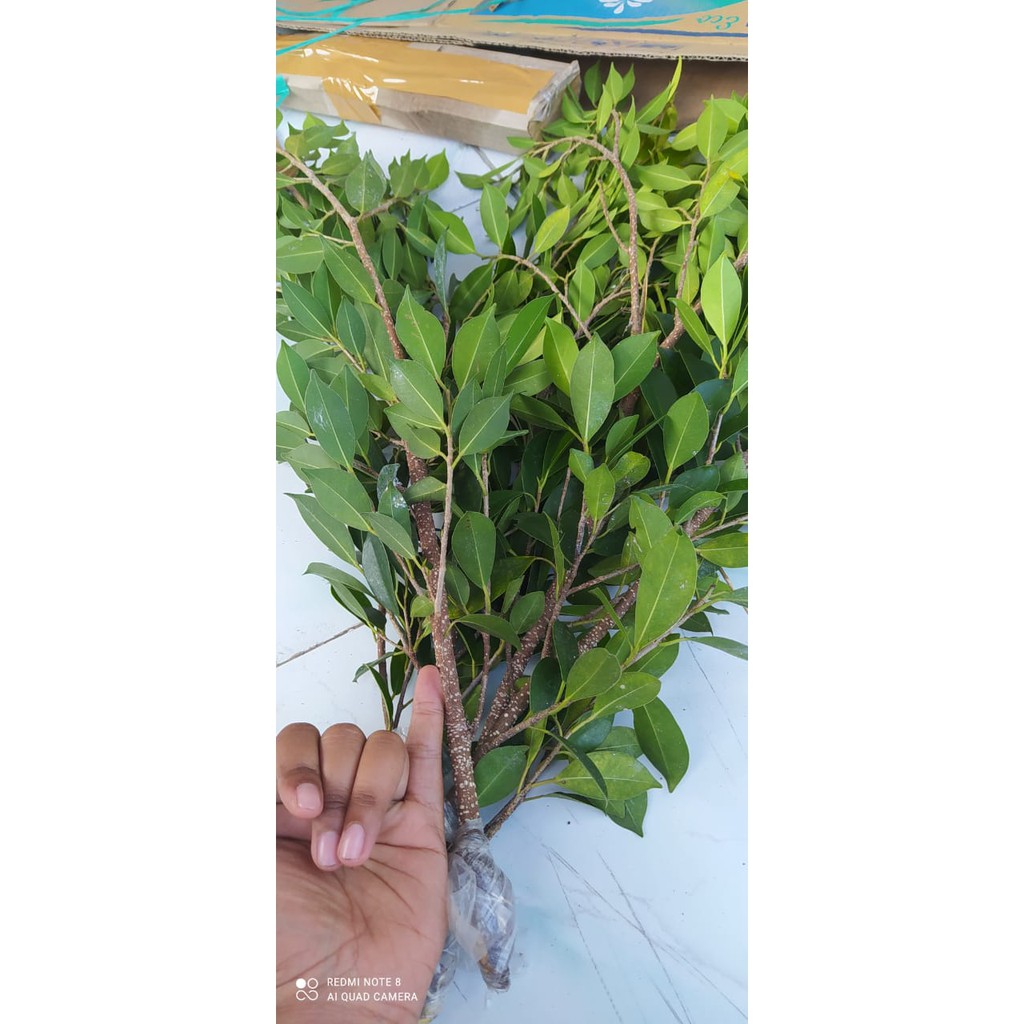 KIMENG PAKET MURAH DAPAT 11 BIJI/PAKET KIMENG MURAH isi 11 biji