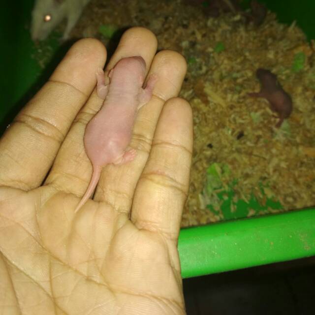 Tikus putih pingkies rat