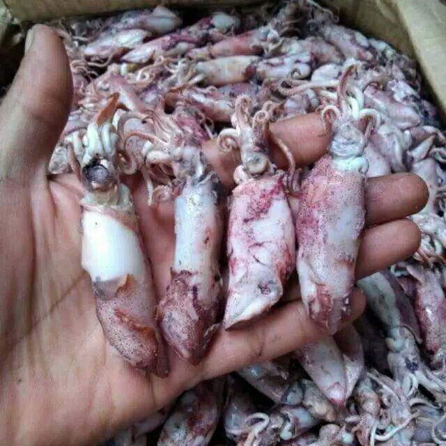

Cumi asin kering Lombok 250gr