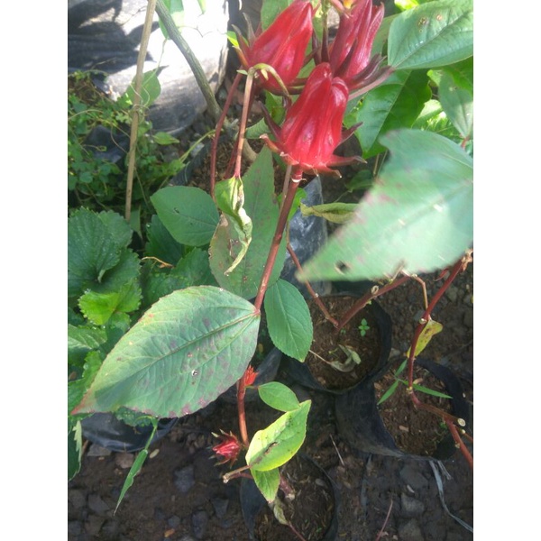 Bibit Tanaman Rosella merah Bibit Tanaman Bunga Rosella merah Pohon Rosella
