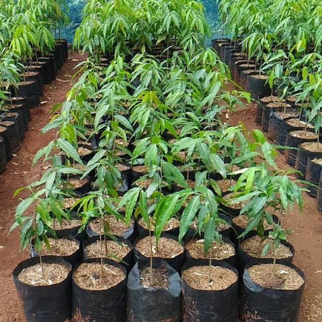 Bibit Pohon Glodokan Tiang