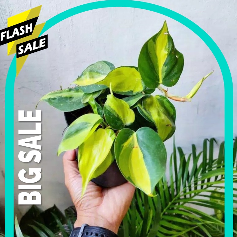 PROMO Tanaman Gantung Sirih Hias/sirih gading brazil/philodendron brazil/ sirih telur Ceplok cantik 