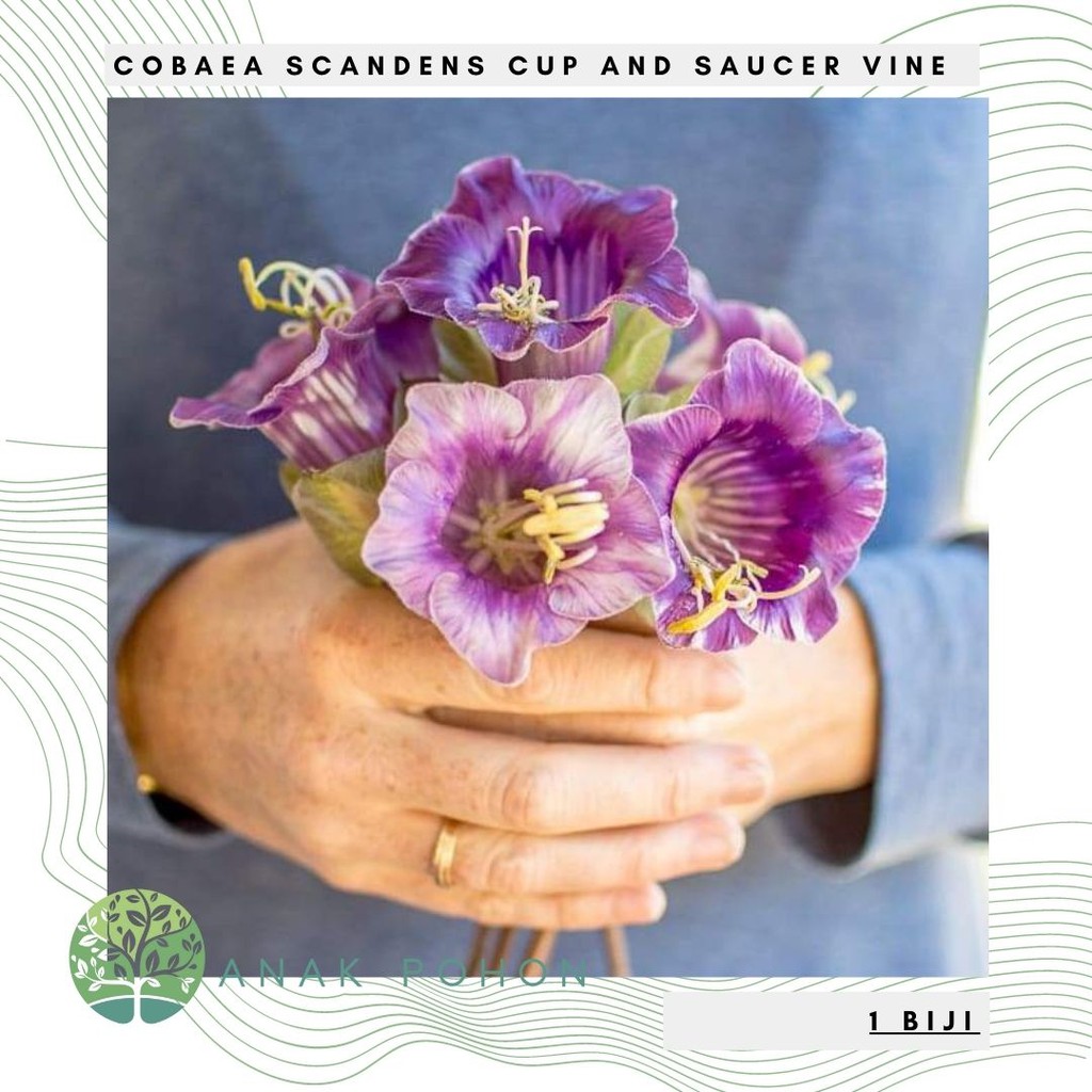 Benih Bibit Biji - Cobaea Scandens Cav. Cup and Saucer Vine Bunga Lonceng Katedral Seeds - IMPORT