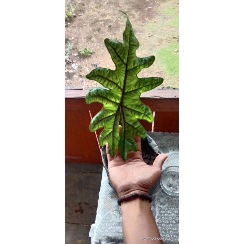 

alocasia jacklin