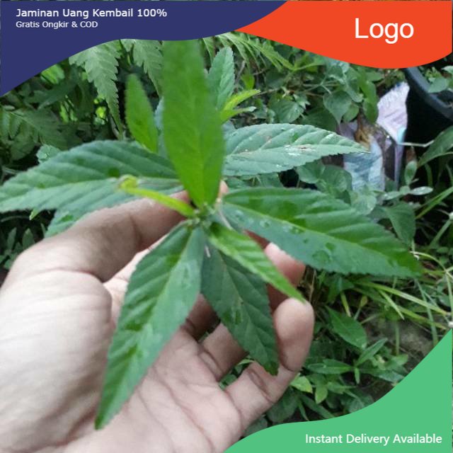

Promo Daun tanaman sidaguri jantan 1kg fresh & organic