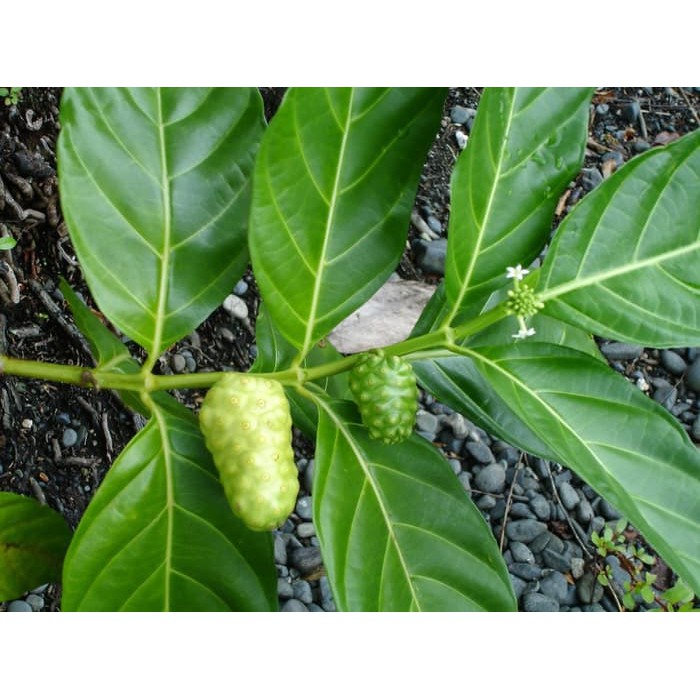 

TERBARU Daun Mengkudu Segar Morinda citrifolia