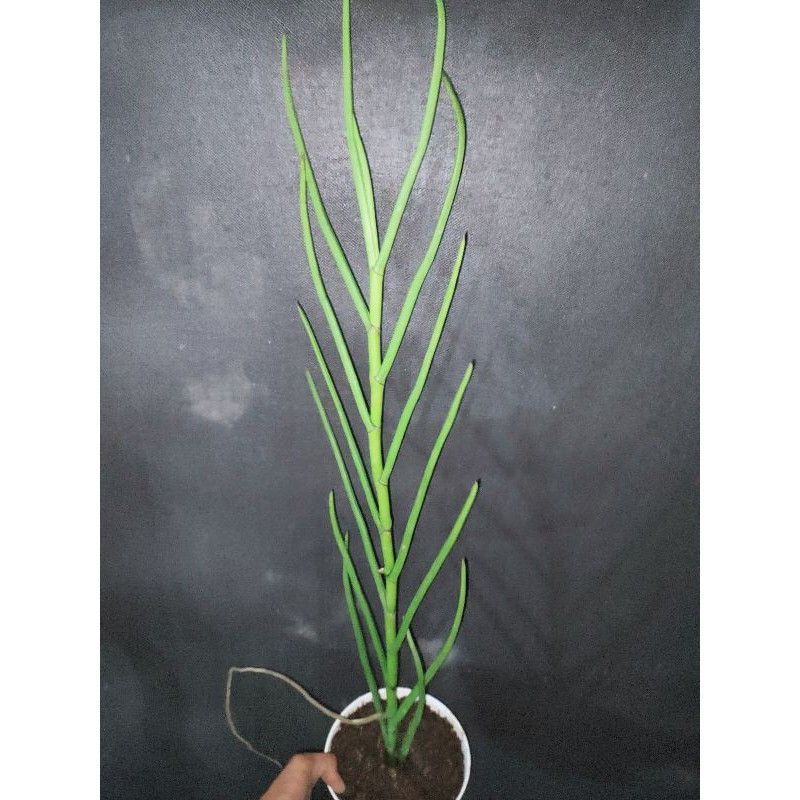 Anggek vanda doglas