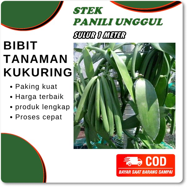 Harga Vanili Terbaik Mei 2021 Shopee Indonesia