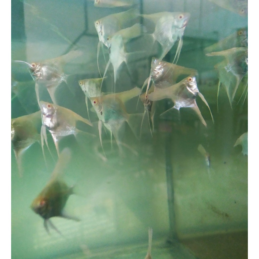 Ikan manfish platinum red eye mata merah size M