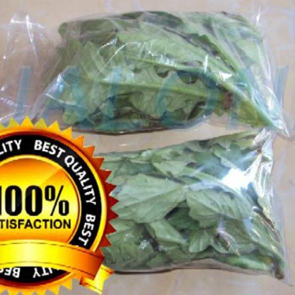 

✻Bestseller daun dewa segar asli organik 100gram bukan tapak liman tanpa pestisida 86