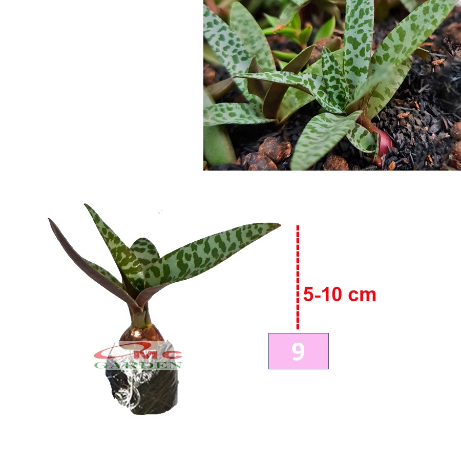 Tanaman Hias Sukulen Sekulen Mini Succulent Kaktus