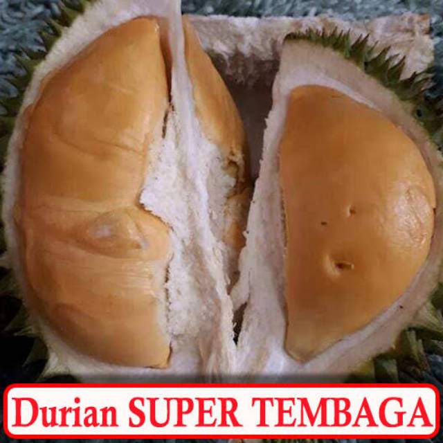BIBIT DURIAN TEMBAGA SUPER KAKI 3