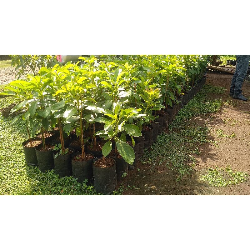 Bibit Alpukat Siger Satu Sibatu