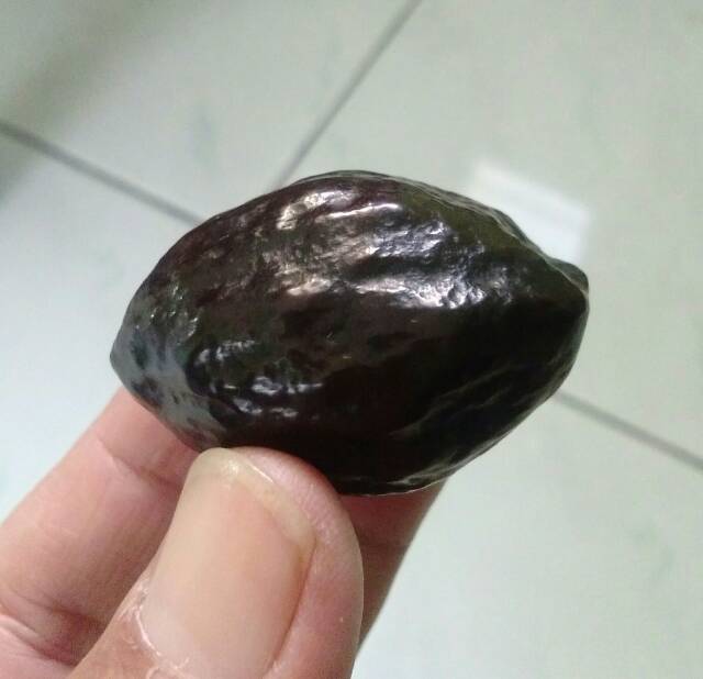 Muncang adu Pedang LK Matang