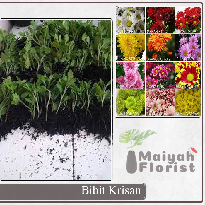 Bibit Krisan