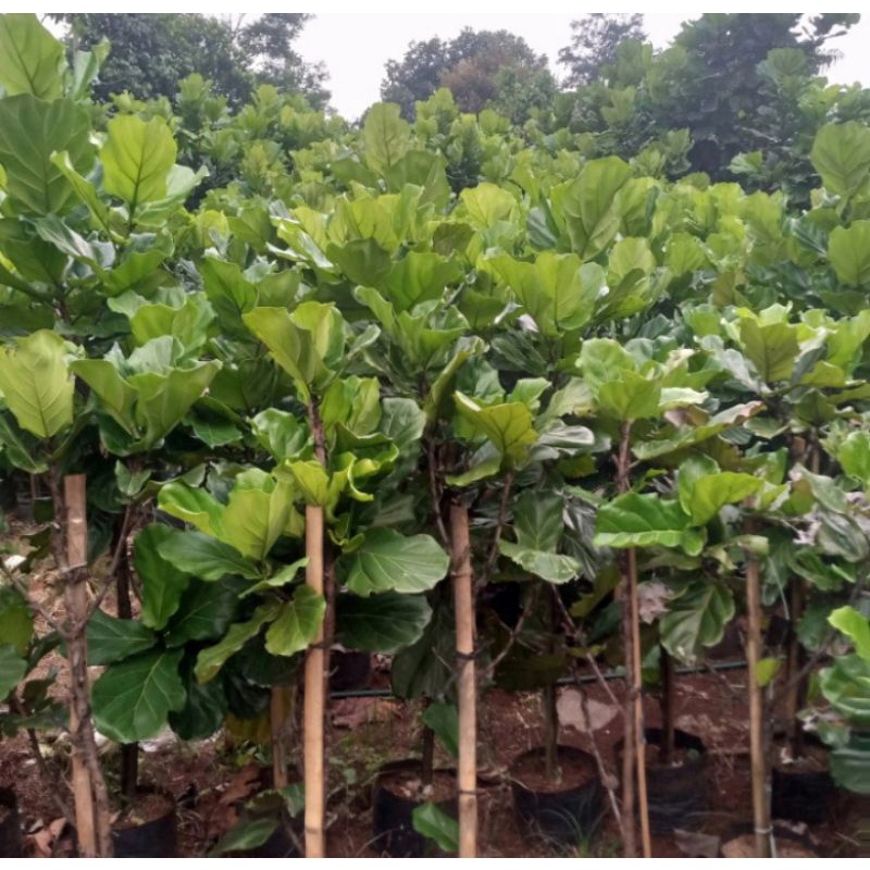 pohon ketapang biola tinggi 2 meter / tanaman hias ketapang biola 2 meter