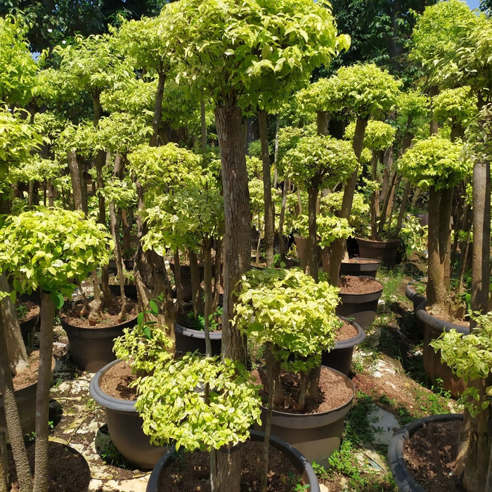 bonsai anting putri siap pajang