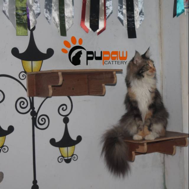 Kucing mainecoon betina ped cfa