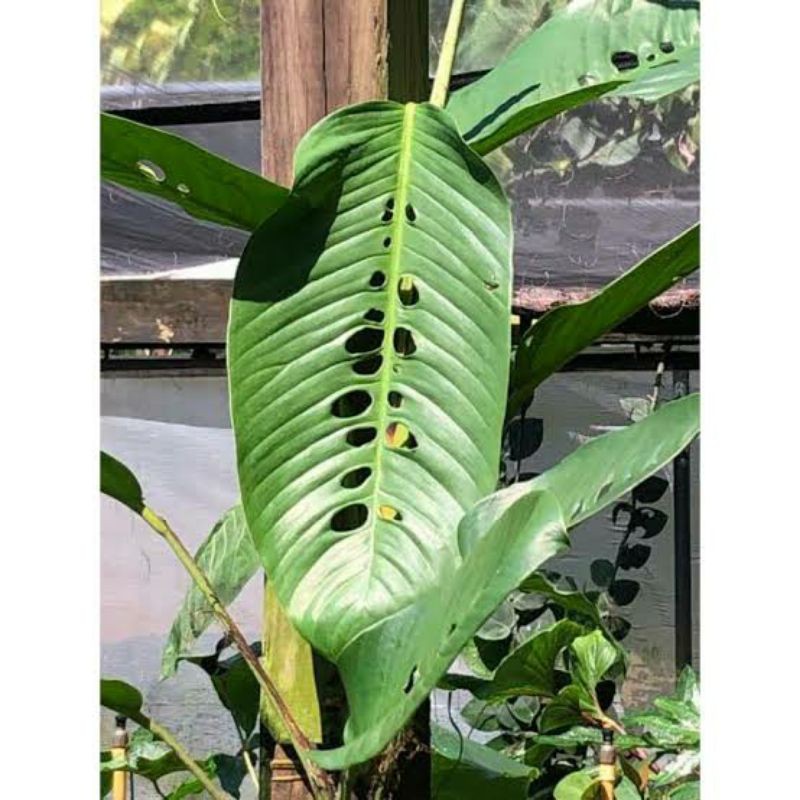 duda bolong big promosi - tanaman hias duda bolong