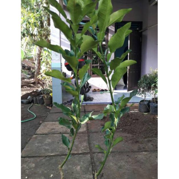 Bibit Jeruk Bali // Bibit Jeruk Bali Merah Berbunga // Bibit Jeruk Bali Murah Super