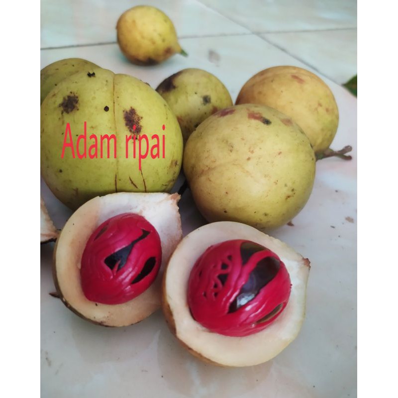

jual pala segar fresh