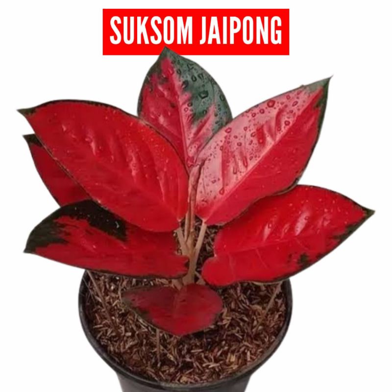 Aglaonema Suksom jaipong