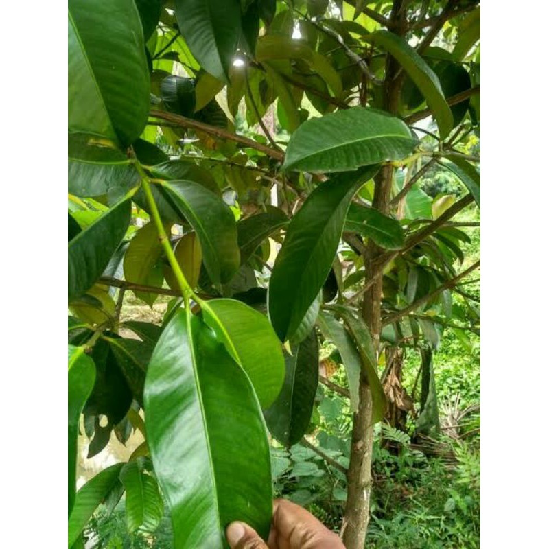

Jual Daun Manggis Segar