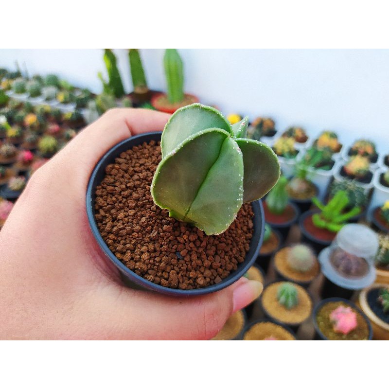 Astrophytum Myriostigma
